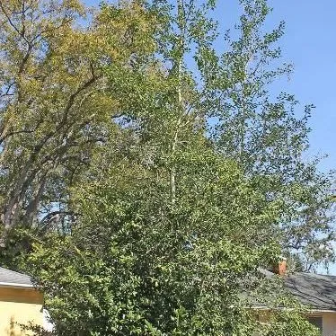 thumbnail for publication: Ilex opaca: American Holly